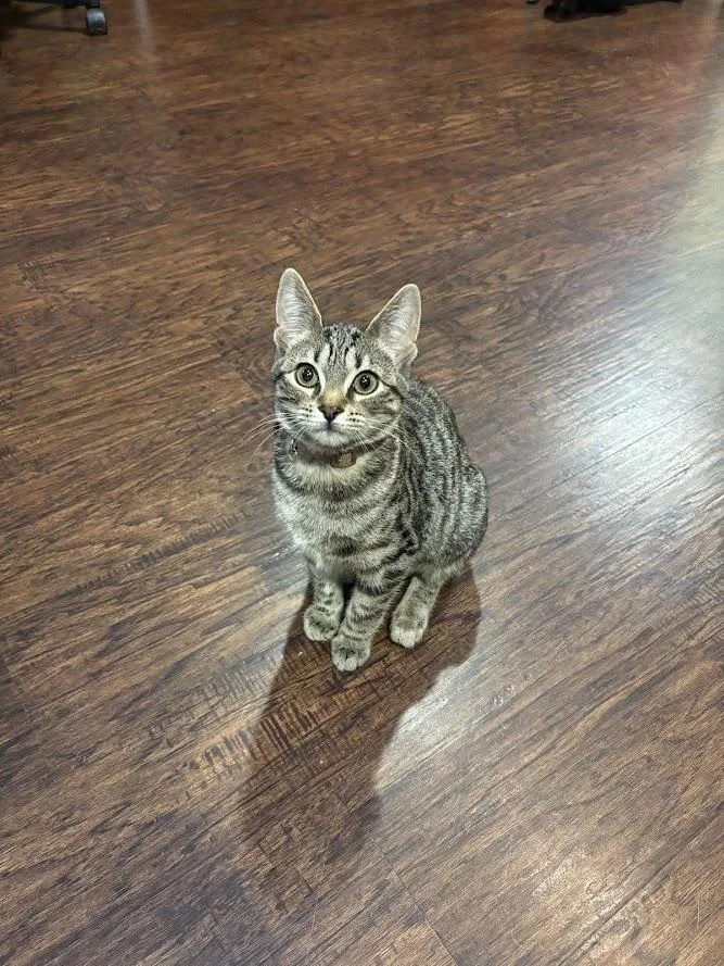 A baby small-sized female Tabby (Brown / Chocolate) Domestic Short Hair cat named Chili Dog for adoption in The Colony, TX