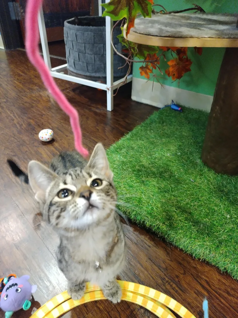 Chili Dog thumbnail 2