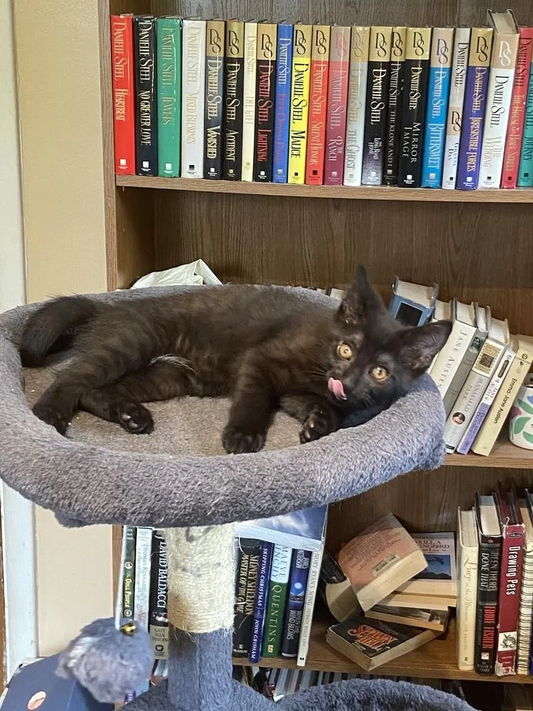 A baby medium-sized female Black Domestic Short Hair cat named Rory for adoption in Clinton Township, MI