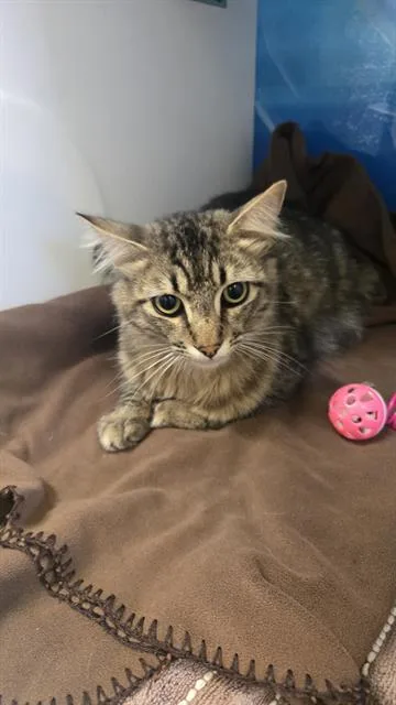 A young medium-sized male Domestic Long Hair cat named Frederick for adoption in Camarillo, CA