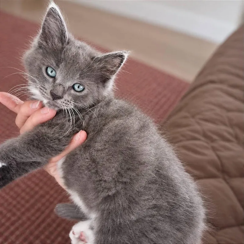 A baby small-sized male Gray / Blue / Silver Domestic Long Hair cat named Plush for adoption in Tampa, FL