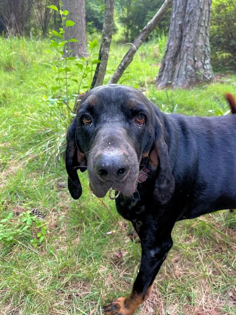 An adult large-sized male Black and Tan Coonhound dog named Kooper for adoption in Leawood, KS