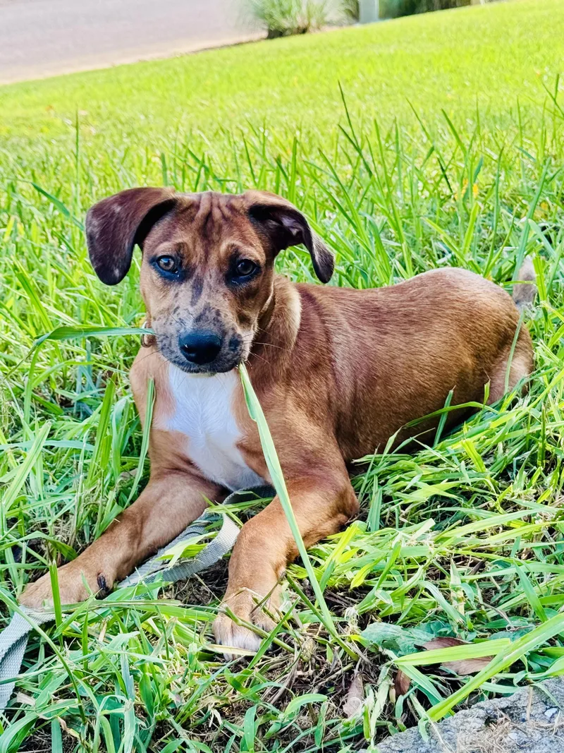 A young small-sized female Catahoula Leopard Dog dog named Anne for adoption in Knoxville, TN