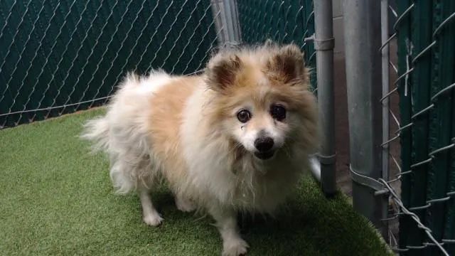 A senior medium-sized male Pomeranian dog named Dominic for adoption in Downey, CA