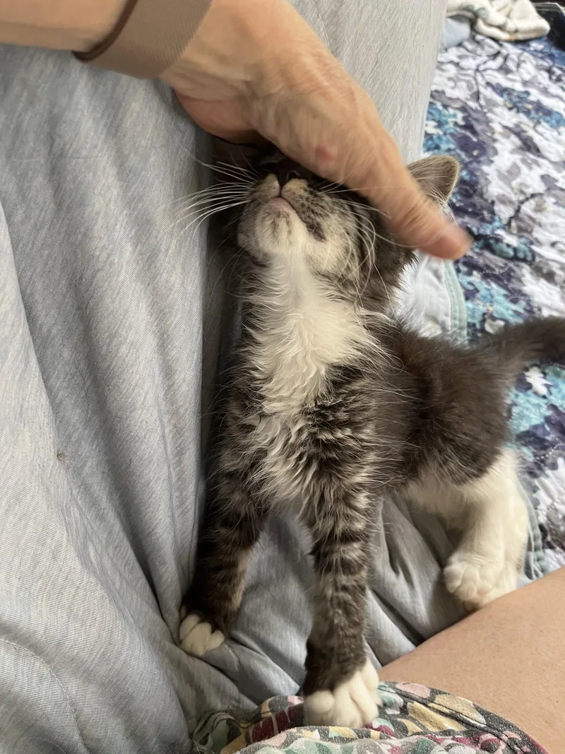 A baby medium-sized male Maine Coon cat named Asher for adoption in Rural Hall, NC