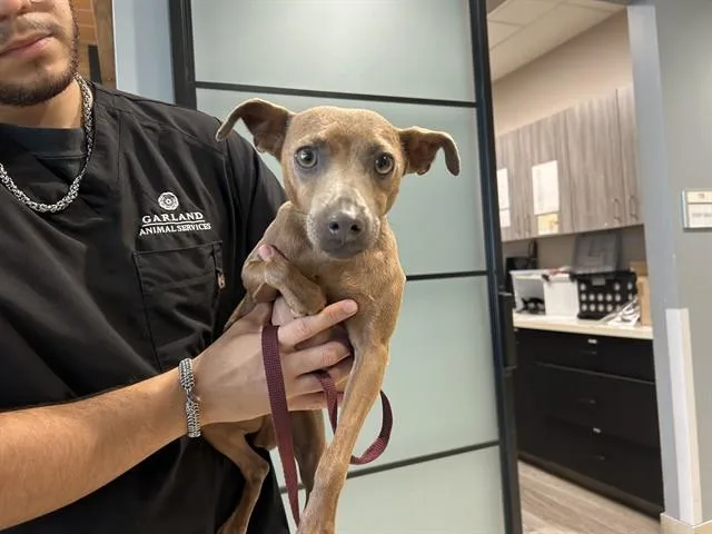 An adult small-sized male Italian Greyhound dog named Dante for adoption in Garland, TX