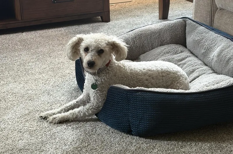 An adult small-sized female Poodle (Toy) dog named Only  Pounds for adoption in Northwood, OH