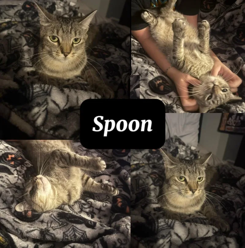 A young medium-sized female Tabby (Brown / Chocolate) Tabby cat named Spoon for adoption in Lawton, OK