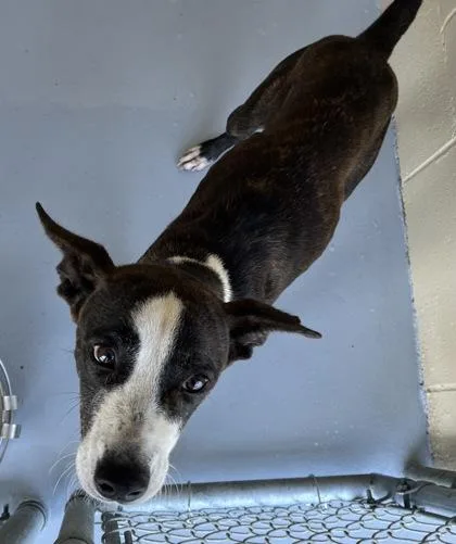 An adult medium-sized female Terrier dog named Roxy for adoption in Harlingen, TX