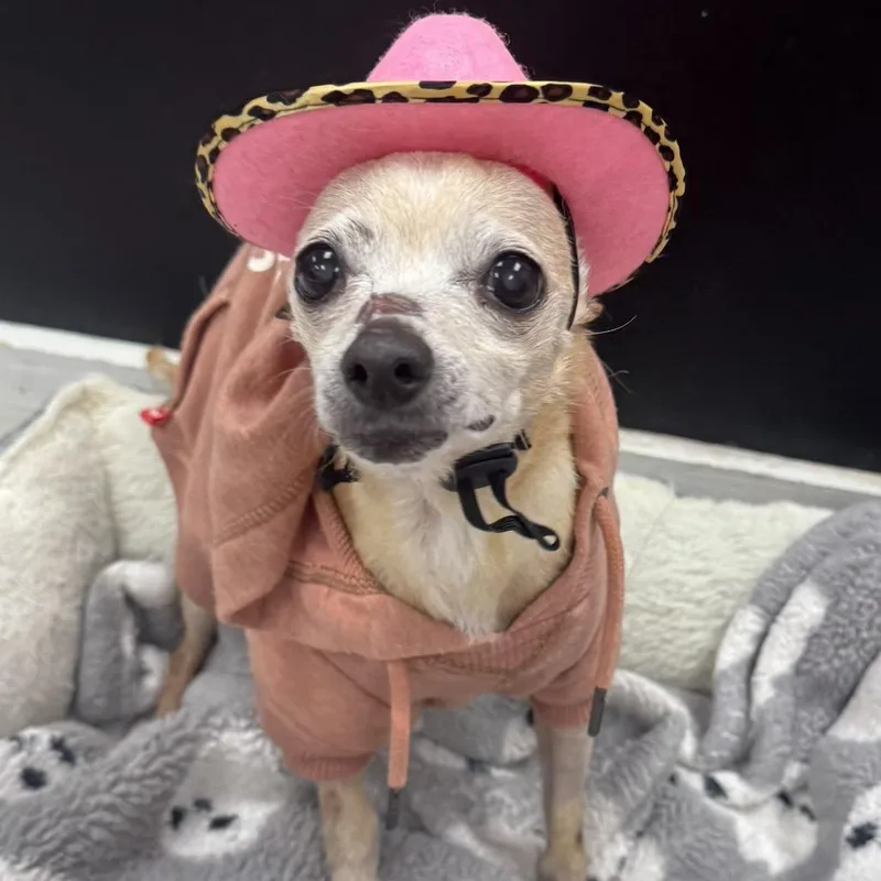 A senior small-sized female Yellow / Tan / Blond / Fawn Chihuahua dog named Bambi for adoption in Lexington, SC
