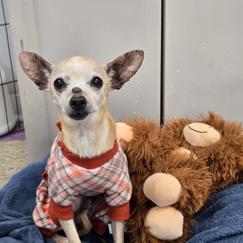Bambi thumbnail 2