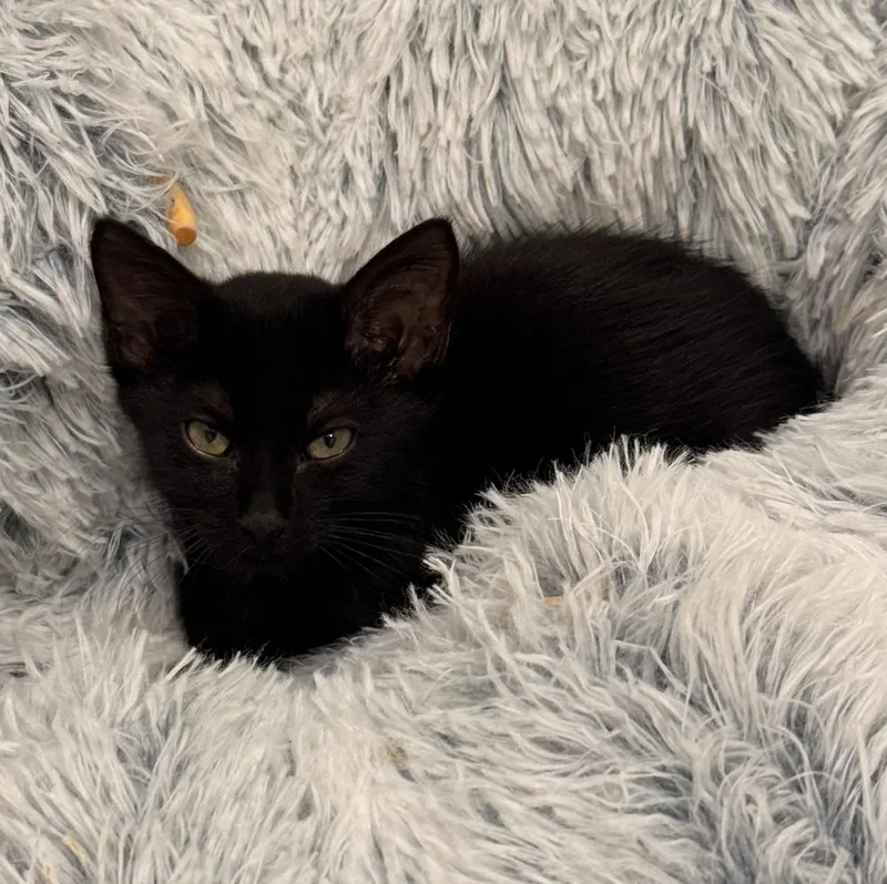 A baby small-sized female Domestic Short Hair cat named Georgia Mae for adoption in Dallas, TX