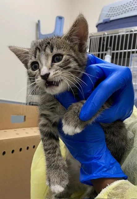 A baby small-sized male Domestic Short Hair cat named Simba for adoption in Las Vegas, NV