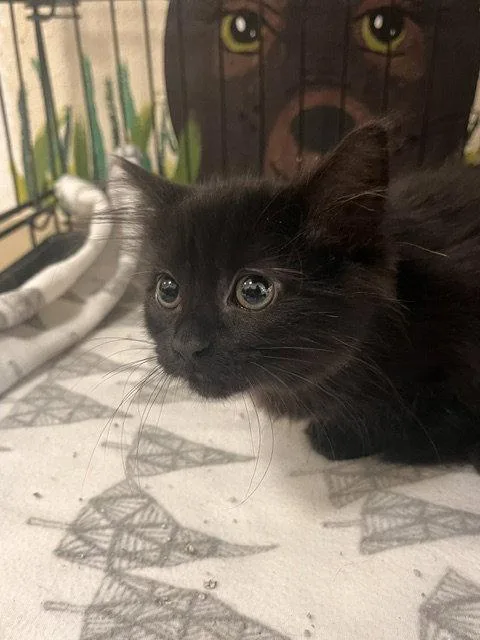 A baby small-sized female Black Domestic Medium Hair cat named Aggie Cromwell for adoption in Webster, WI
