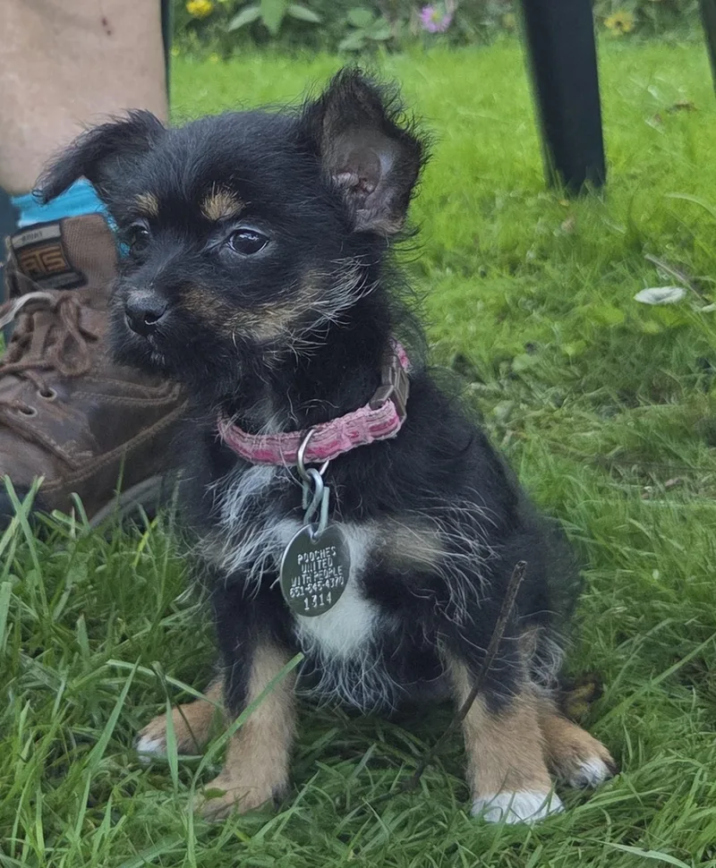 A baby small-sized female Yorkshire Terrier dog named Liberty for adoption in Saint Paul, MN