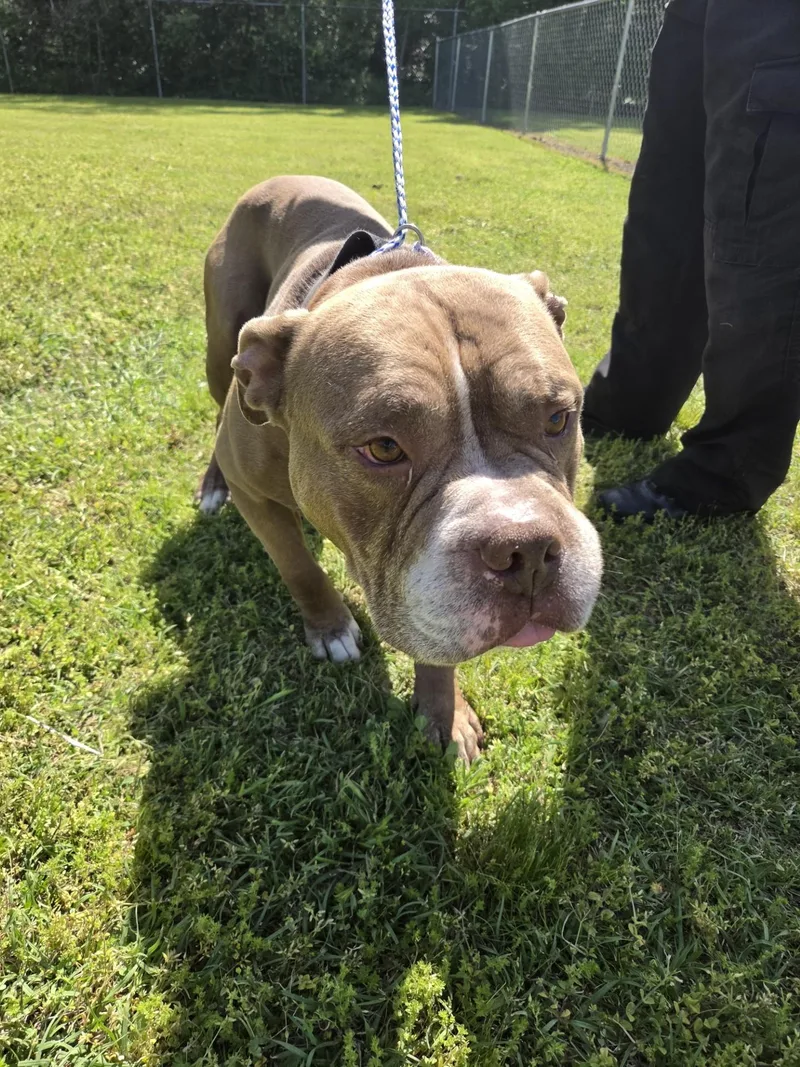 An adult medium-sized male Bicolor American Bulldog dog named Artemis for adoption in Rocky Mount, NC