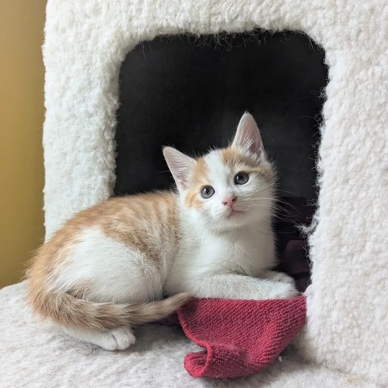 A baby medium-sized male Orange & White Domestic Short Hair cat named Hamish for adoption in Johnson City, TN