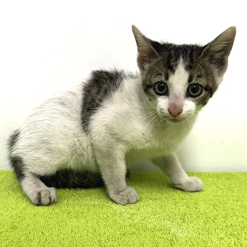 A baby small-sized female White Domestic Short Hair cat named Cheese for adoption in Warrensburg, MO