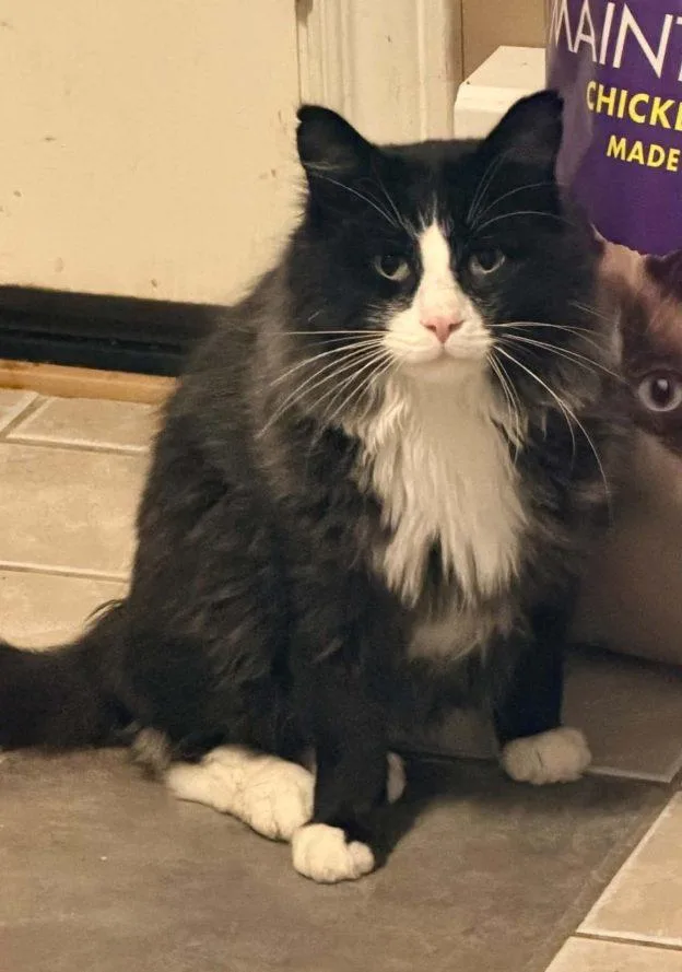 A young medium-sized male Black & White / Tuxedo Domestic Long Hair cat named Slippy for adoption in Anchorage, AK