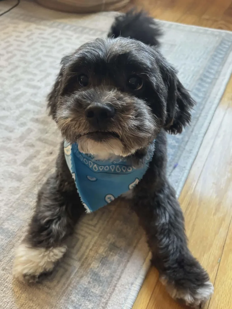 An adult small-sized male Schnauzer dog named King for adoption in Westwood, NJ