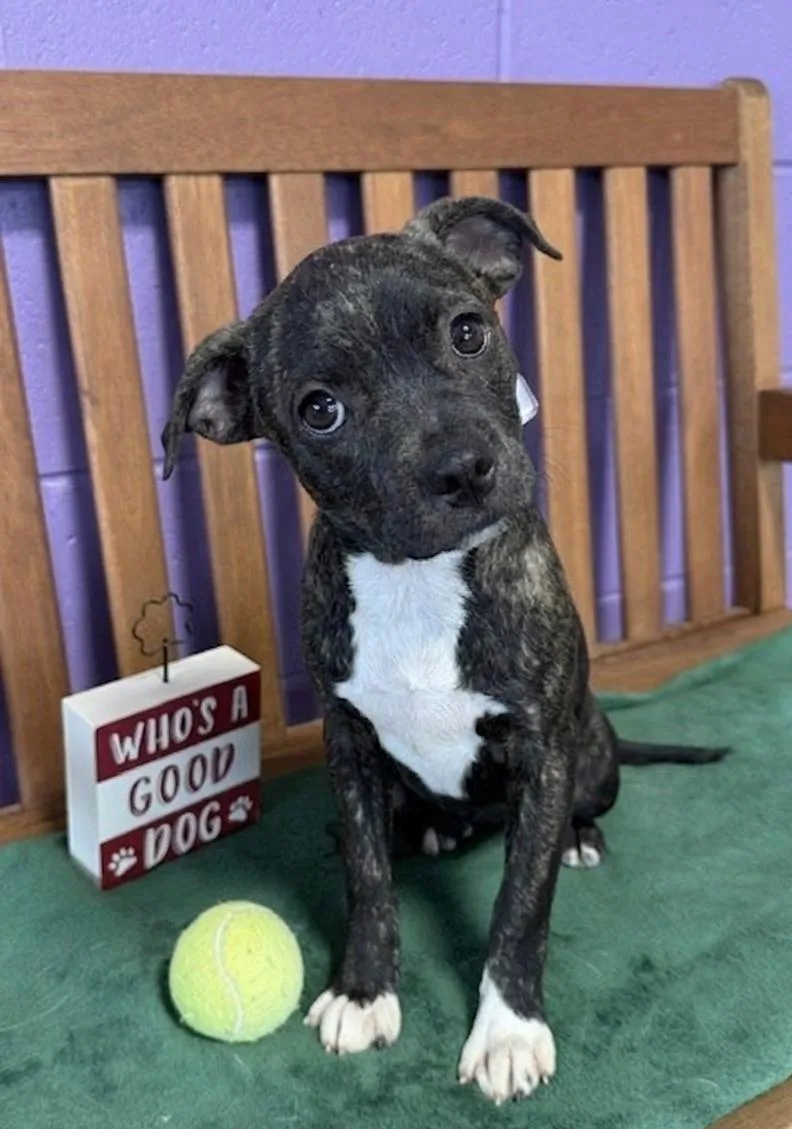 A baby small-sized female Boston Terrier dog named Holly for adoption in North Prairie, WI