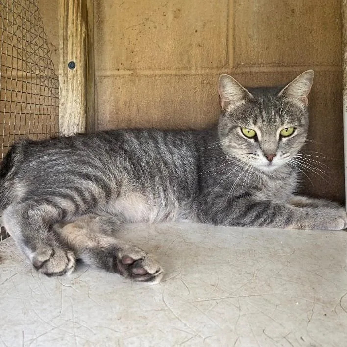 A young medium-sized female Domestic Short Hair cat named Stephanie for adoption in West Palm Beach, FL