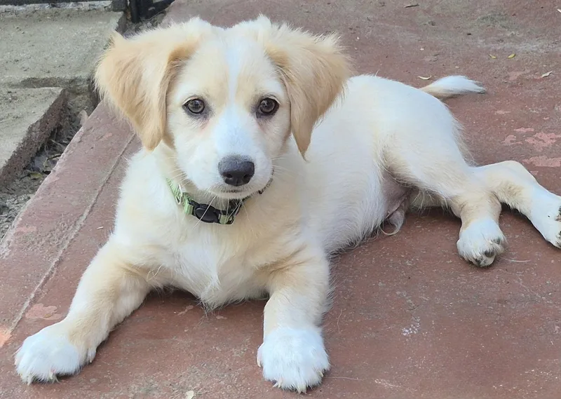 A baby small-sized male Papillon dog named Athens for adoption in Long Beach, CA