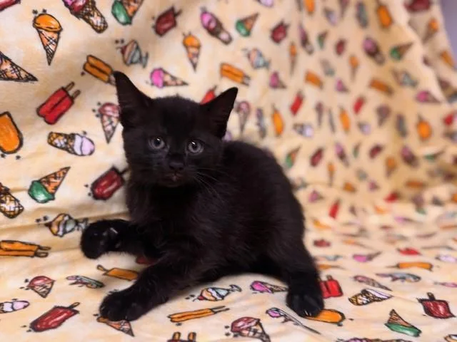 A baby medium-sized female Domestic Short Hair cat named Raven for adoption in Fairfield, CA