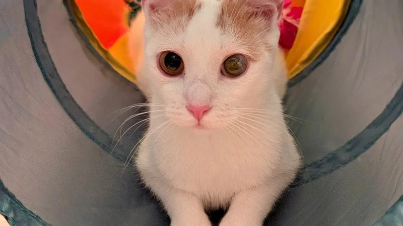 A young medium-sized female Orange & White Domestic Short Hair cat named Cassiopia for adoption in Garner, NC