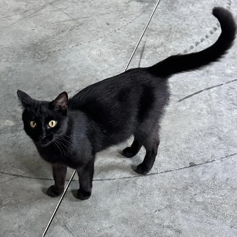 A young small-sized female Black Domestic Short Hair cat named Found Byron  MN for adoption in Rochester, MN