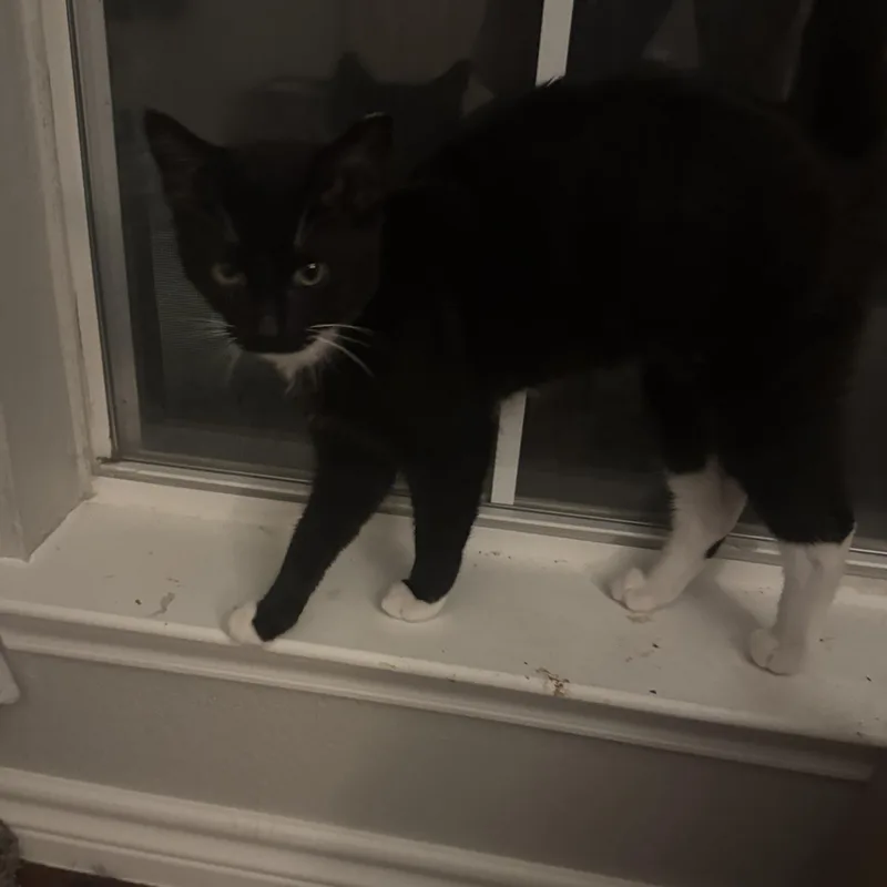 Checkers thumbnail 2