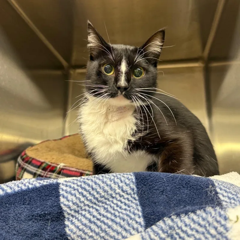 An adult medium-sized male Black Domestic Short Hair cat named Shred for adoption in Pauls Valley, OK