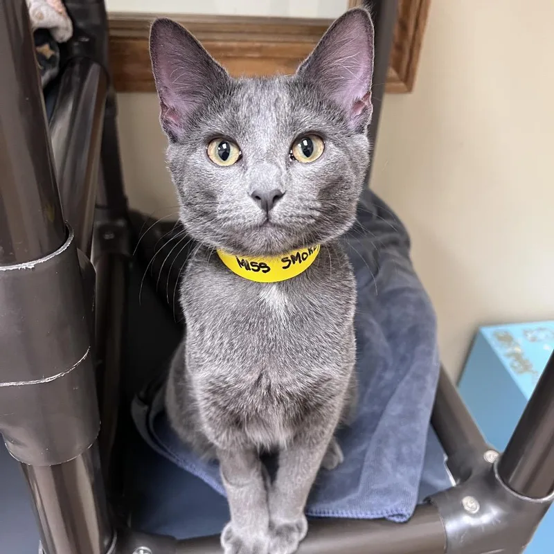 A young medium-sized female Gray / Blue / Silver Domestic Short Hair cat named Miss Smokey for adoption in Arlington Heights, IL