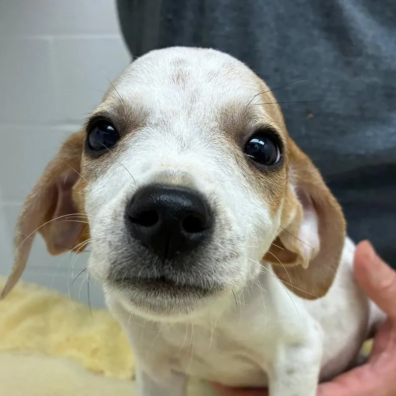 A baby small-sized male White / Cream Hound dog named Tyrion for adoption in Corpus Christi, TX