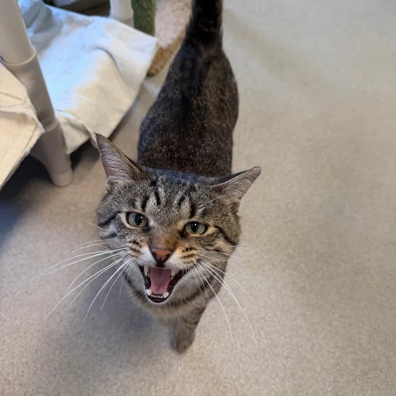 An adult large-sized male Brown / Chocolate Domestic Short Hair cat named ScottE for adoption in Hamburg, NY