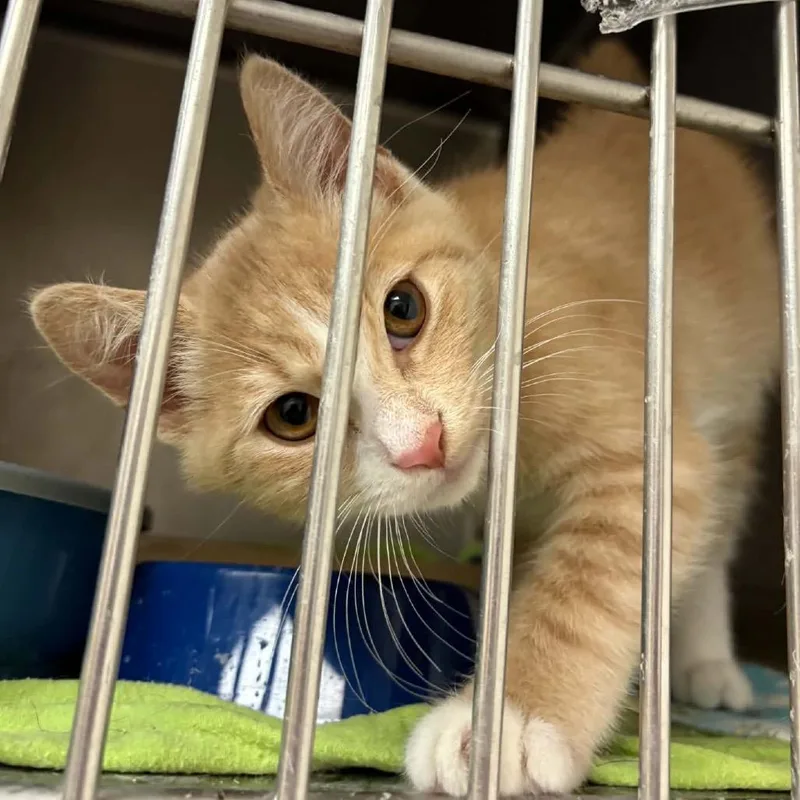 A baby small-sized male Orange / Red Domestic Short Hair cat named Agent for adoption in Edwards, IL