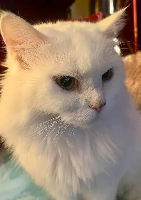 Angel