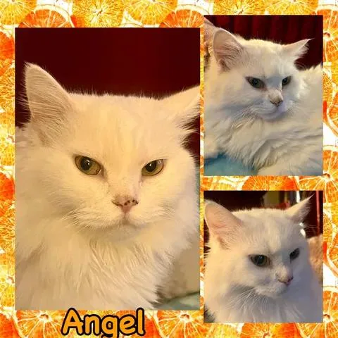 Angel thumbnail 2