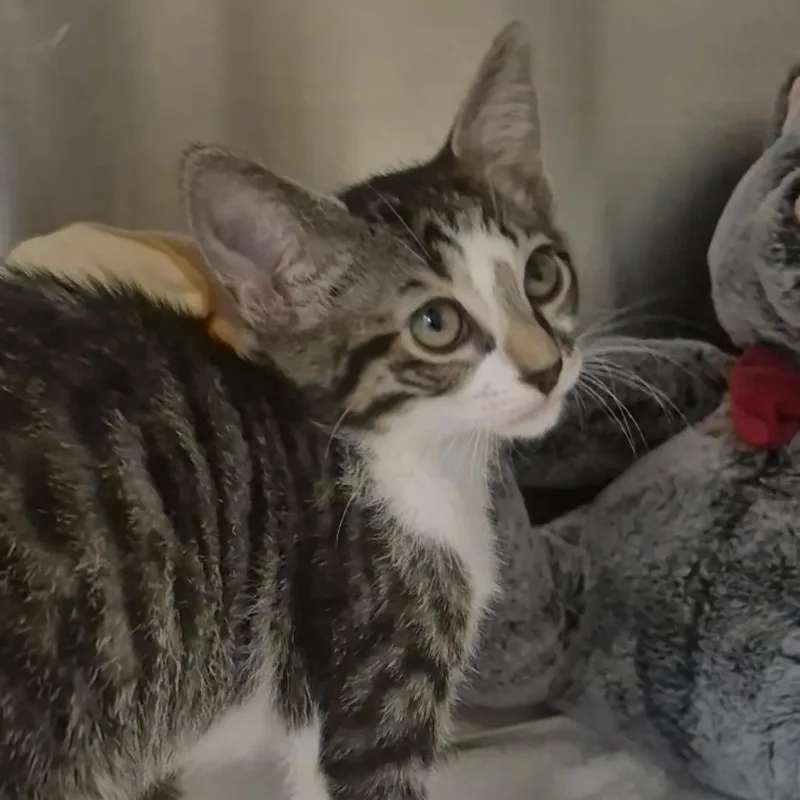 A baby small-sized female Brown / Chocolate Domestic Short Hair cat named Nani for adoption in Upland, CA