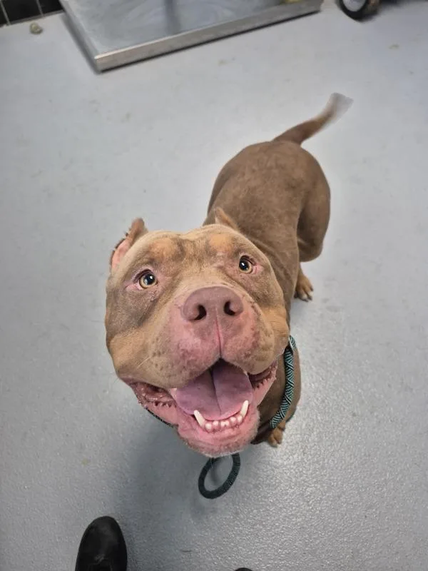 A young large-sized male American Bully dog named Pen for adoption in Lawrenceville, GA