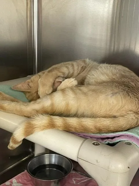 Tigger thumbnail 3