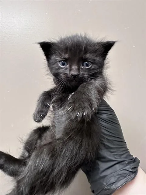 A baby small-sized male Domestic Short Hair cat named Cat Noir for adoption in Ontario, CA