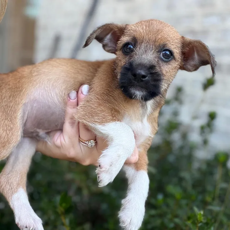 A baby small-sized male Brown / Chocolate Jack Russell Terrier dog named Penne for adoption in Baton Rouge, LA