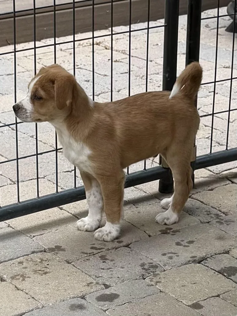 A baby medium-sized male Red / Chestnut / Orange Australian Shepherd dog named Harris Wishbone for adoption in Andover, MA