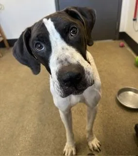 A young large-sized male Great Dane dog named Norman for adoption in Cleveland, OH