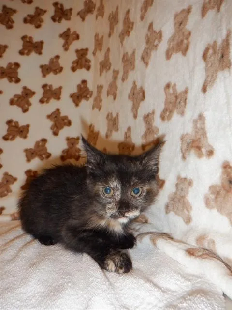 A baby small-sized female Domestic Short Hair cat named Xena for adoption in San Jose, CA