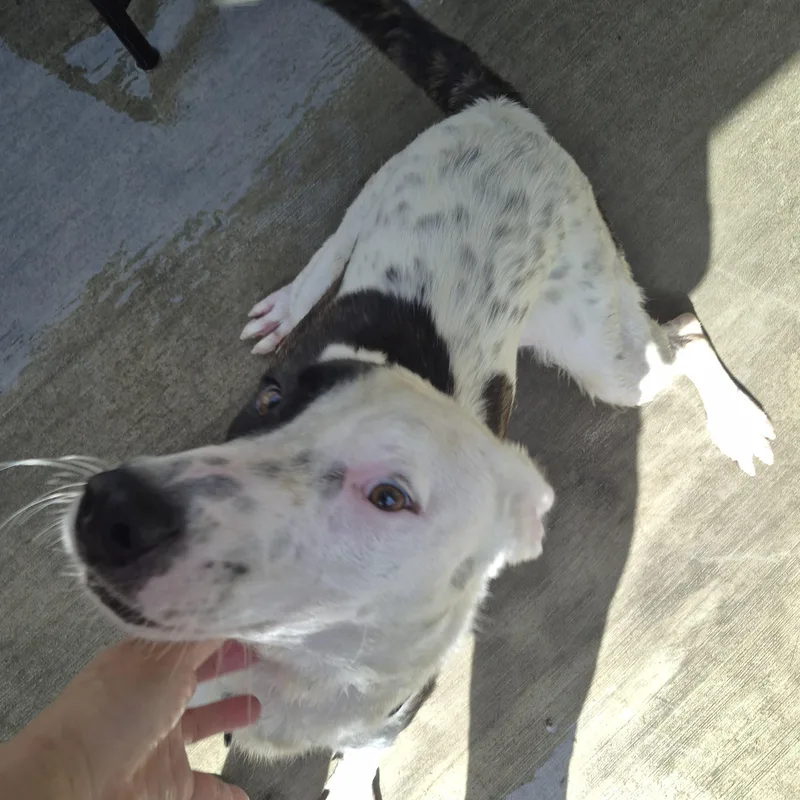 Dottie Dot Connect The thumbnail 2