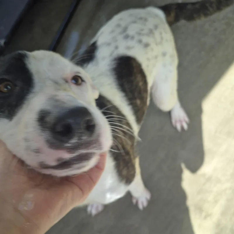 Dottie Dot Connect The thumbnail 5