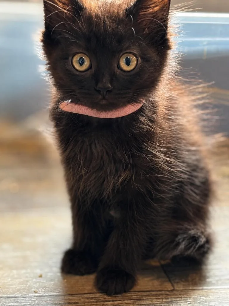 A baby small-sized female Domestic Long Hair cat named Kinsley for adoption in Gorham, ME