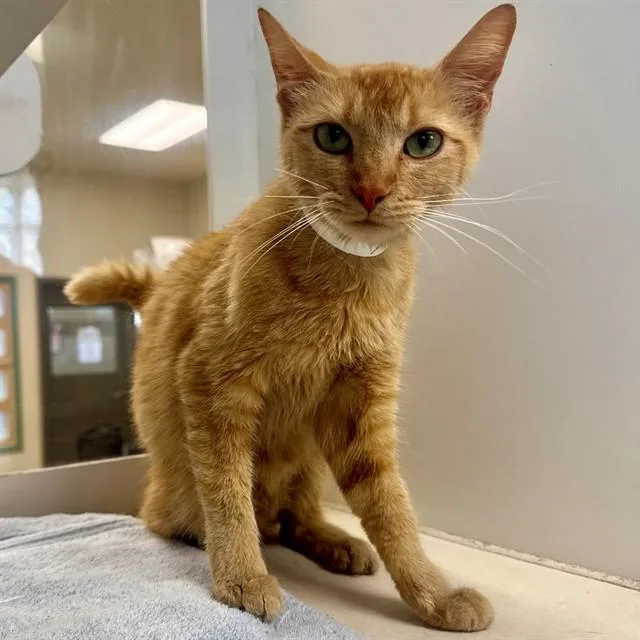 A young small-sized female Domestic Short Hair cat named Judy for adoption in Riverside, CA